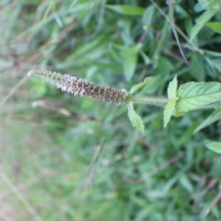 Pogostemon auricularius (L.) Hassk.